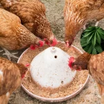 Swapping antibiotics for cannabis in chicken feed? Morocco explores Cannabis_feed