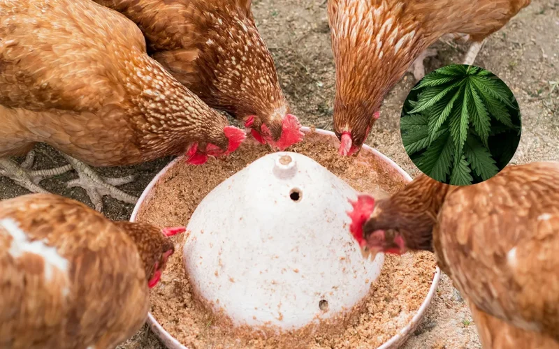 Swapping antibiotics for cannabis in chicken feed? Morocco explores
