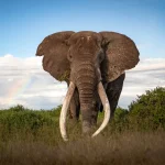 Craig_the_elephant