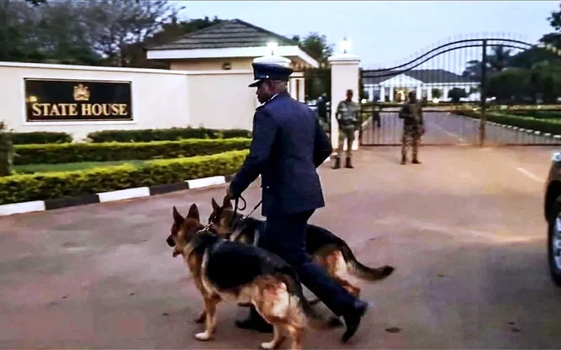 Malawi’s cabinet dogs: When German shepherds sparked a political storm