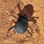 Onymacris_plana