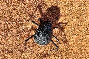 A Namib desert beetle runs to stay cool: how scientists solved the puzzle of this unique and speedy species