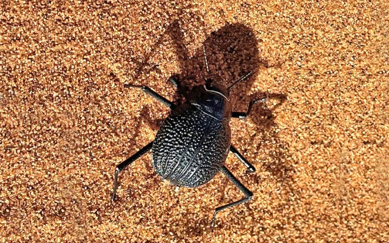 A Namib desert beetle runs to stay cool: how scientists solved the puzzle of this unique and speedy species