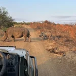 SA_Game drive_rhino