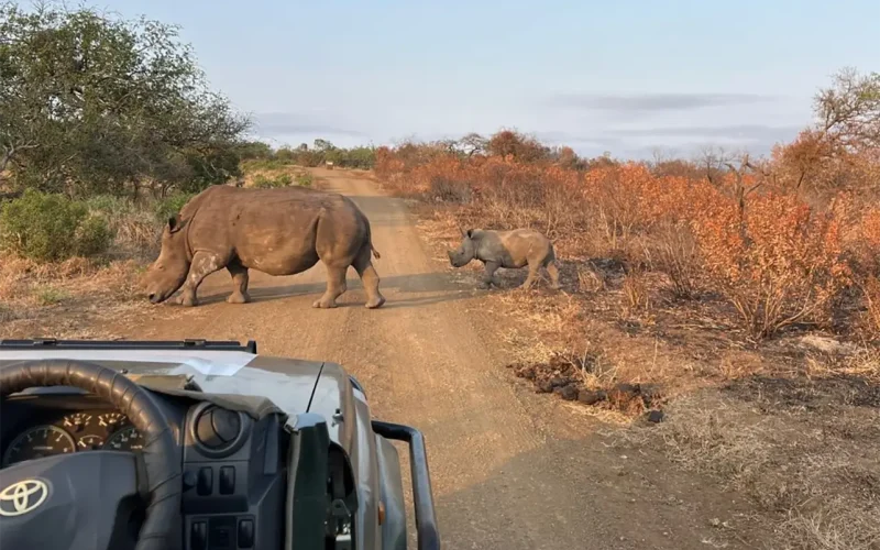 Land reform in South Africa: how new landholders could prosper from wildlife and not just farming