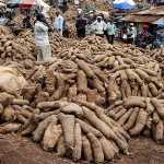 Nigerian farmers talk about how climate change is affecting staple food crops – and what can help Yam market_Nigeria
