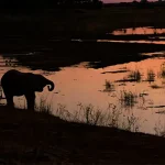 Human-wildlife conflict in Zimbabwe is a crisis: who is in danger, where and why? elephant_silhouette_dusk_cropped