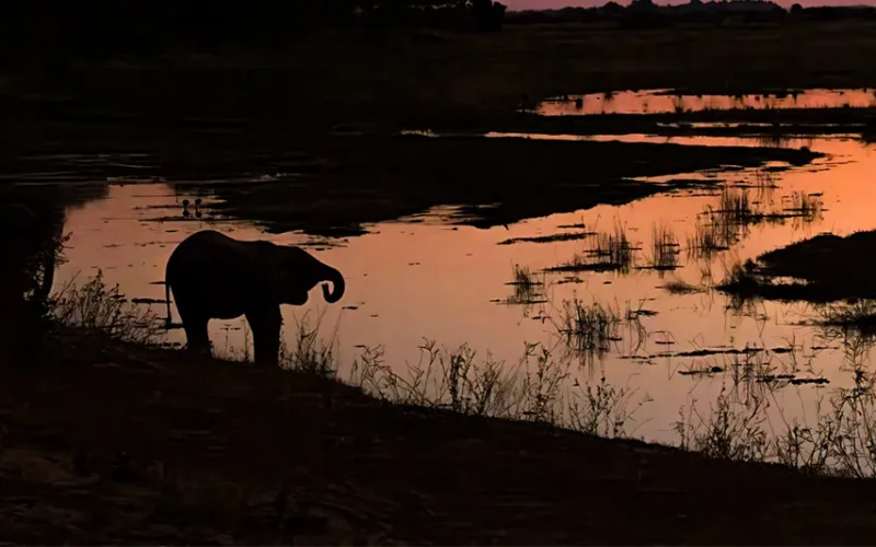 Human-wildlife conflict in Zimbabwe is a crisis: who is in danger, where and why?