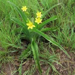 Medicinal plants support men’s health in South Africa: why this knowledge needs safekeeping African Potato_plant