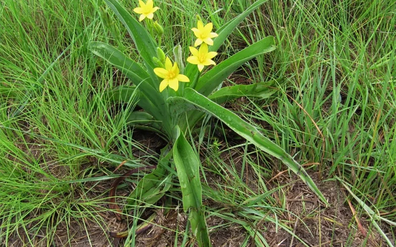 Medicinal plants support men’s health in South Africa: why this knowledge needs safekeeping