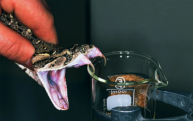Snakebites: how to avoid them and what to do if you’re bitten