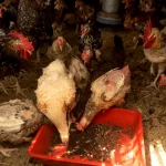 Zimbabwe_Maggot_Farming_2_small