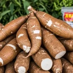 cassava root