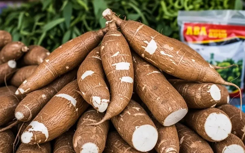 Climate change could pose a major risk to cassava in Africa: study sets out what can be done now