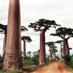Adansonia_grandidieri_Pat_Hooper