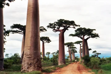 Madagascar’s ancient baobabs store 700 years of climate secrets – what they reveal