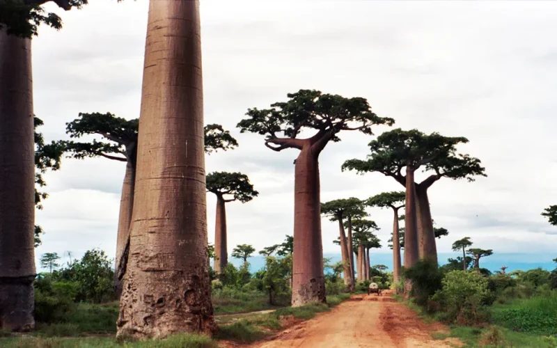 Madagascar’s ancient baobabs store 700 years of climate secrets – what they reveal