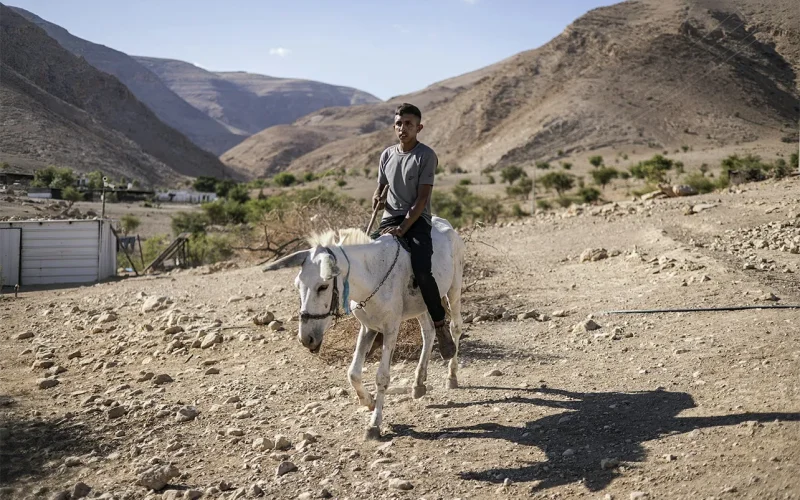 Donkeys are a symbol of endurance for Palestinians – they are also a target of settler violence and care