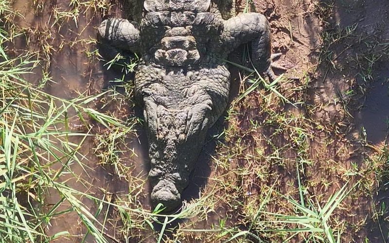 THE RIVER GIVETH NOT BACK: Five days, one crocodile, and a terrible truth on the Komati
