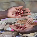 Zim farmers_indigenous seeds
