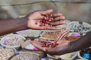 Africa has been managing climate volatility for decades – what the rest of the world can learn from it