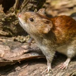 hantavirus_rodents