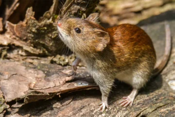 Hantavirus in Africa: why climate change, rats and weak surveillance are worrying scientists