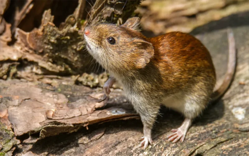 Hantavirus in Africa: why climate change, rats and weak surveillance are worrying scientists