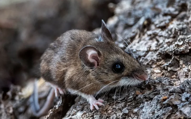 WHO moves to contain hantavirus outbreak as British patient fights for life in Joburg hospital