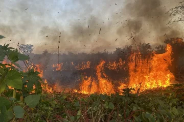 Angola’s long war changed the way farmers used fire – why it matters