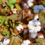 Hybrid Seed Leading Revival of Cotton Farming in Zimbabwe 8