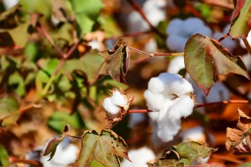 Hybrid seed leading revival of cotton farming in Zimbabwe
