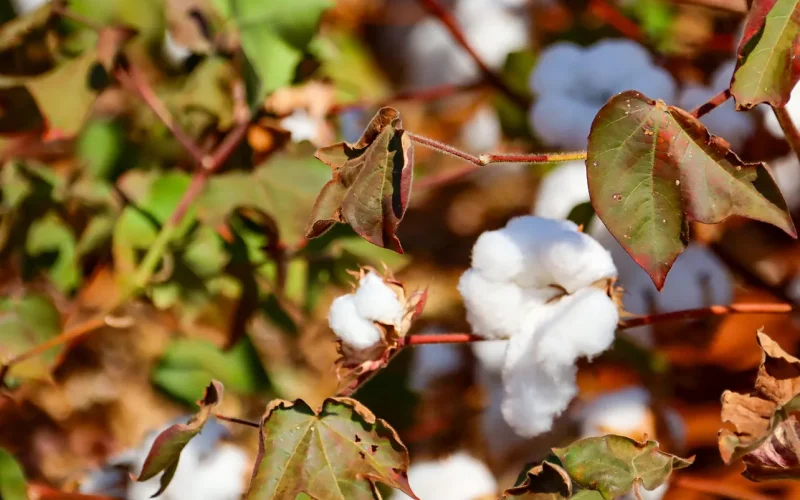 Hybrid seed leading revival of cotton farming in Zimbabwe