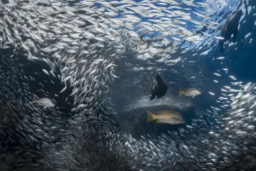 African nations announce major electronic monitoring and tuna transparency commitments at Our Ocean Conference