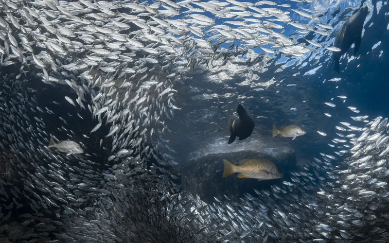 African nations announce major electronic monitoring and tuna transparency commitments at Our Ocean Conference