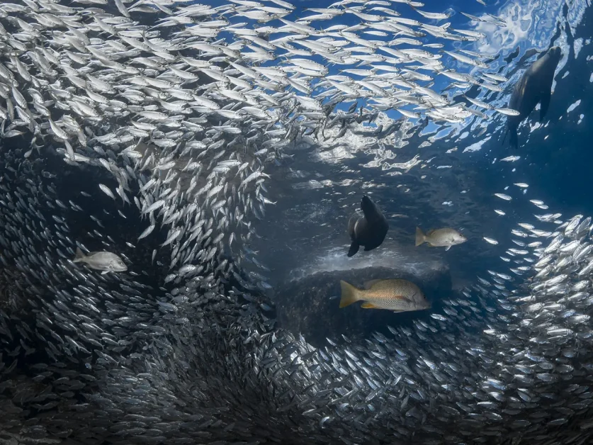 African nations announce major electronic monitoring and tuna transparency commitments at Our Ocean Conference