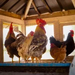 How a poultry loss led to a digital management tool