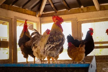 How a poultry loss led to a digital management tool
