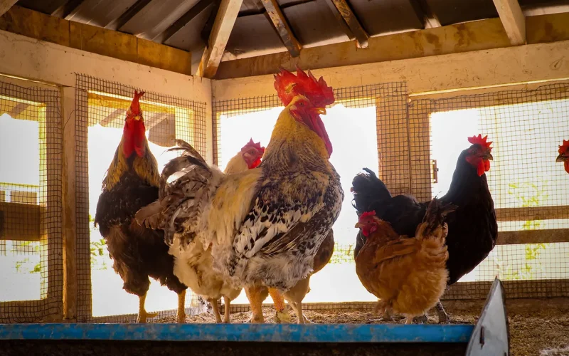 How a poultry loss led to a digital management tool