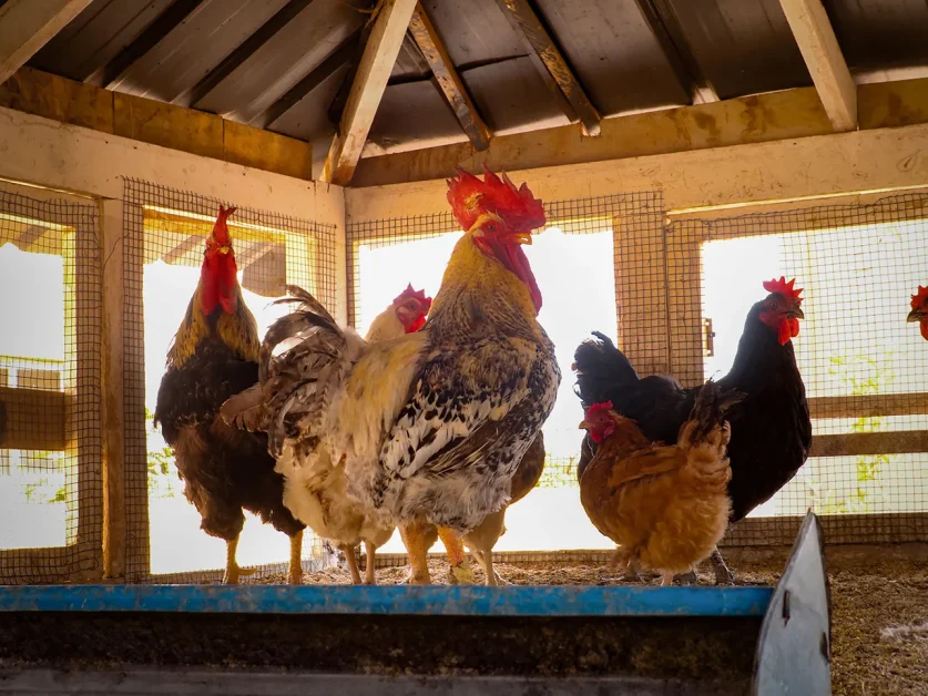 How a poultry loss led to a digital management tool