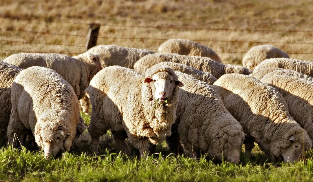 Climate change is threatening sheep farmers in South Africa’s Drakensberg – how they’re adapting