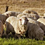 Sheep_eating_gras