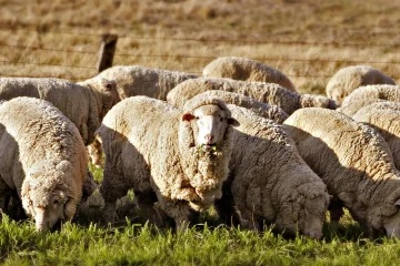 Climate change is threatening sheep farmers in South Africa’s Drakensberg – how they’re adapting