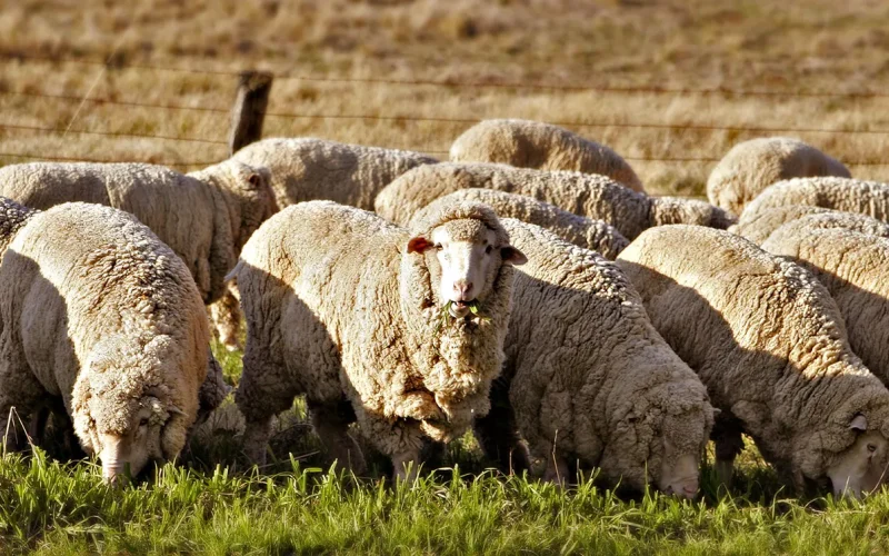 Climate change is threatening sheep farmers in South Africa’s Drakensberg – how they’re adapting