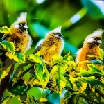 Africa on the rise as birders’ paradise