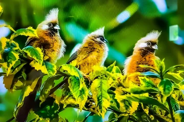 Africa on the rise as birders’ paradise