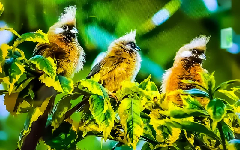 Africa on the rise as birders’ paradise