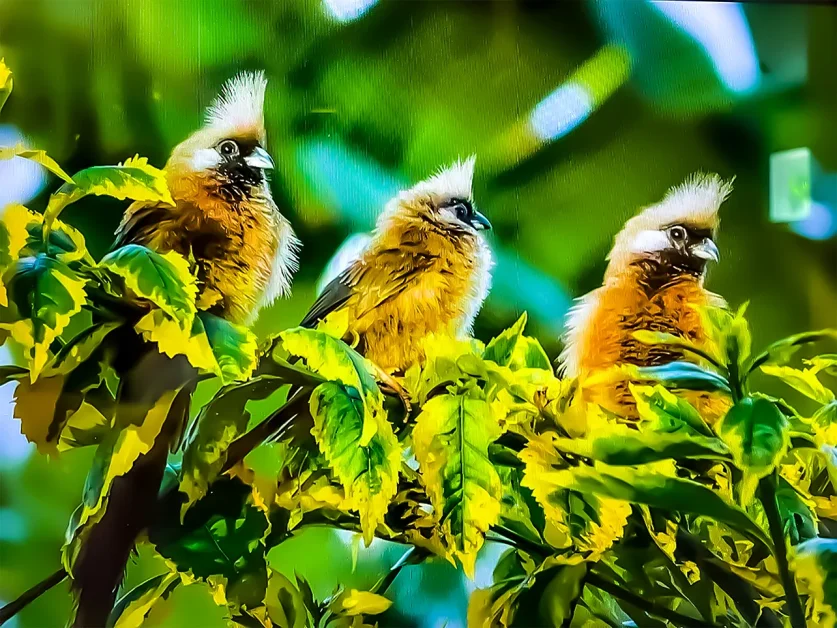 Africa on the rise as birders’ paradise